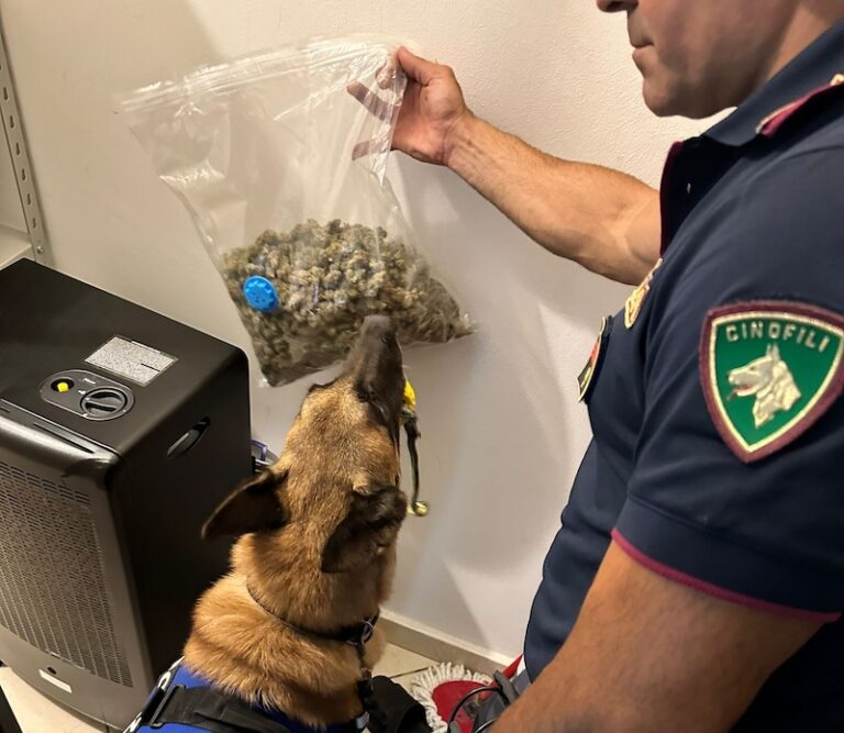 Catania, Il Cane "Maui" Fa Ancora Centro: Pusher Arrestato E Oltre 1kg ...